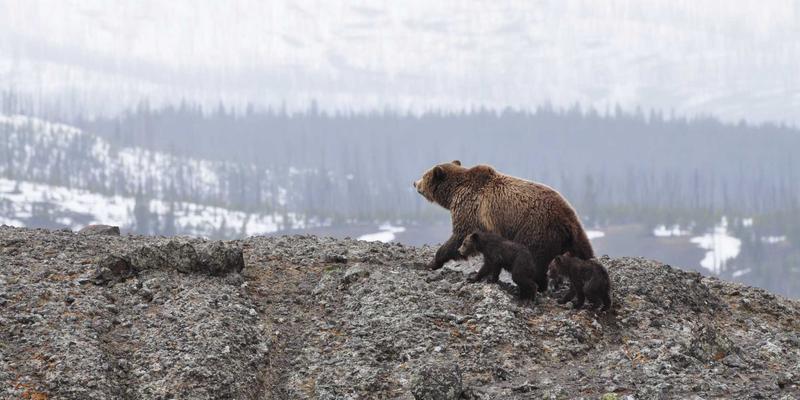 IPv6规模部署的挑战与平滑过渡：从双栈到纯IPv6的演进之路