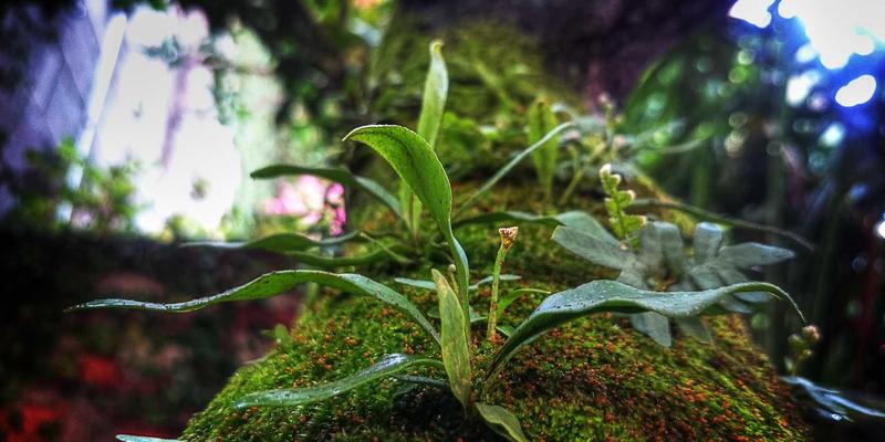 数字文化浪潮中的蒸汽波美学：网络技术28时代的视觉革命与IT实践