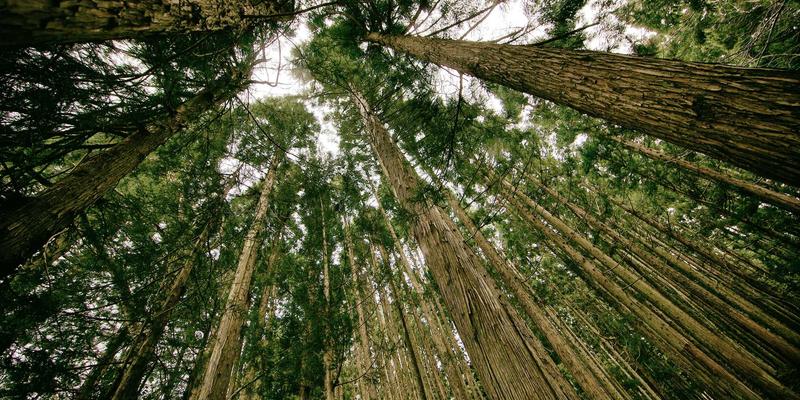 蒸汽波美学与软件工具：一场数字复古的IT实践教程